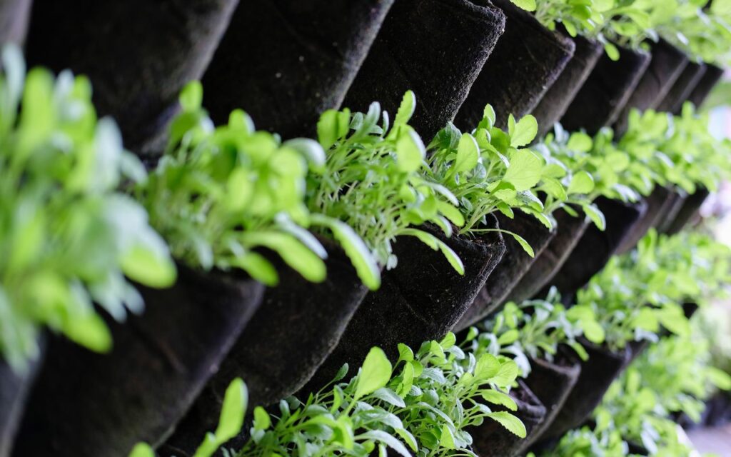 Se você ama plantas, mas sente falta de espaço, os jardins verticais são a resposta.