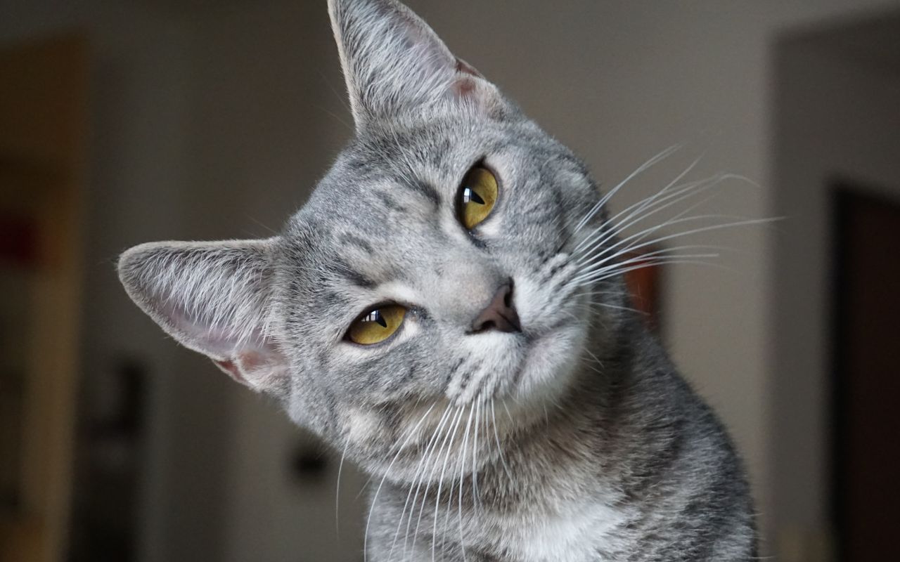 Por que os gatos sempre caem de pé