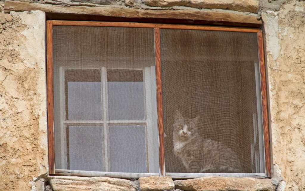para proteger seu amigo felino, o ideal é instalar redes de proteção e garantir que janelas e varandas estejam sempre bem fechadas ou bloqueadas.