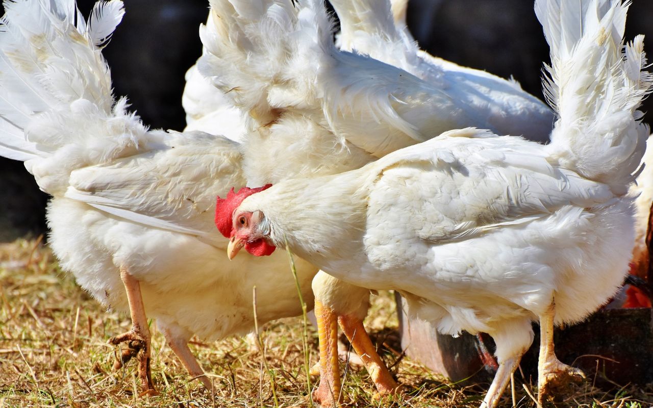 Gripe Aviária Brasil confirma primeiro caso em granja comercial e acende alerta nacional